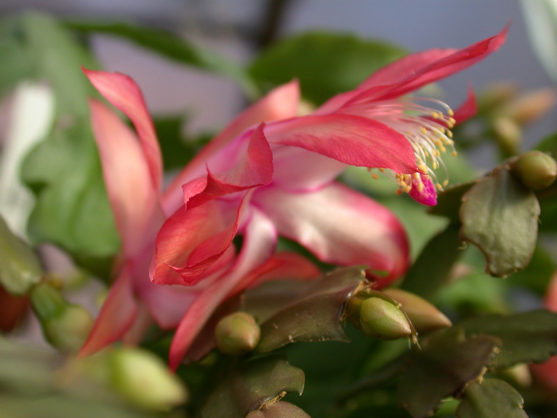 schlumbergera coral cascade 08