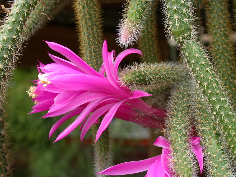 aporocactus flagriformis1