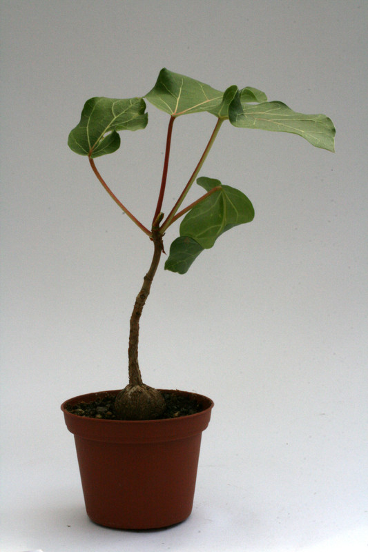 ficus abutifolia 9673