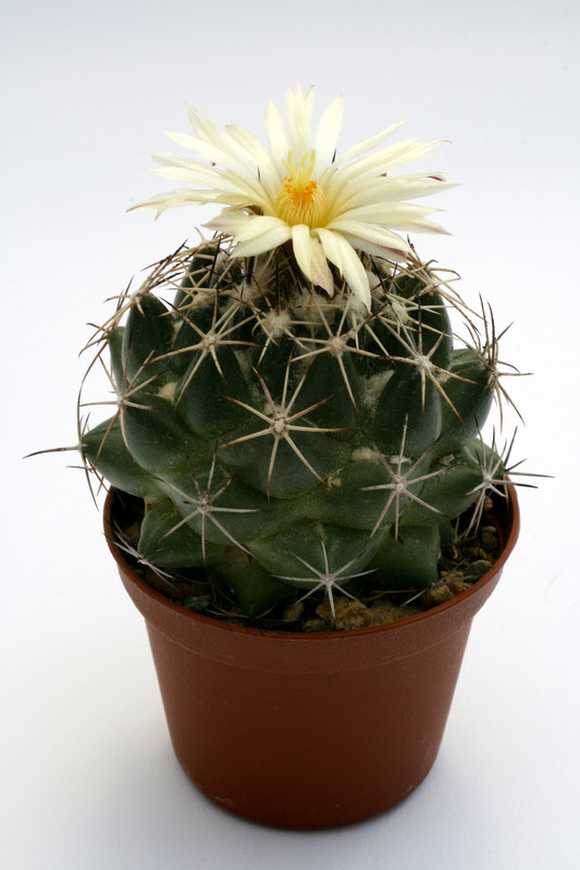 coryphantha delaetiana l1230 0546