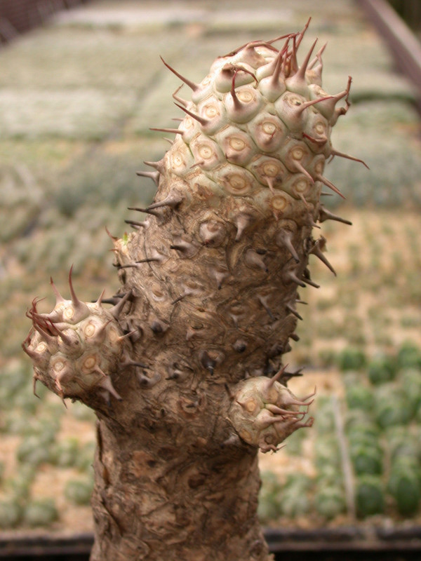 euphorbia venenifica 01