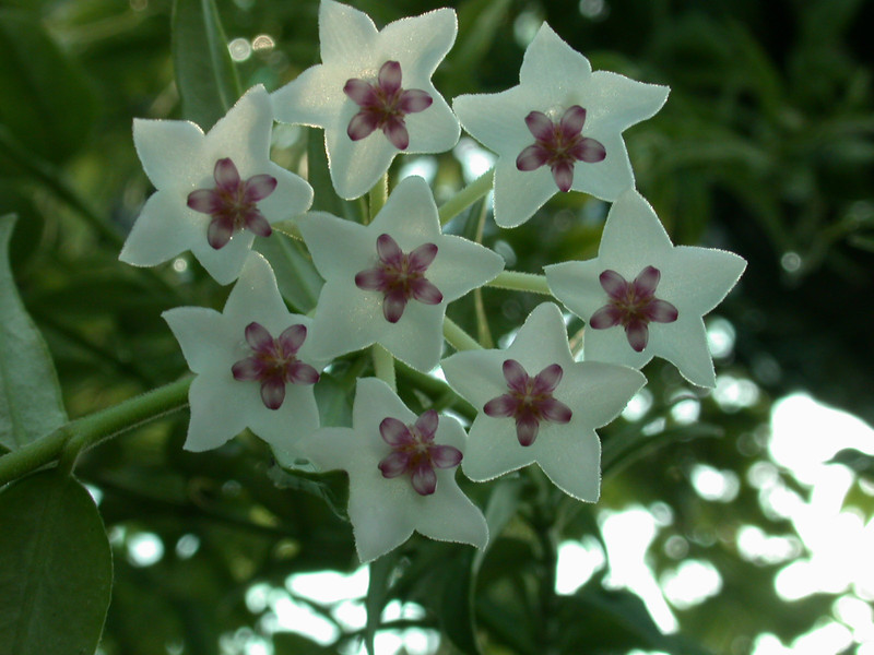 hoya bella 02
