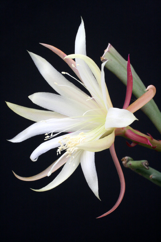 eh aztec star w 5260 6891