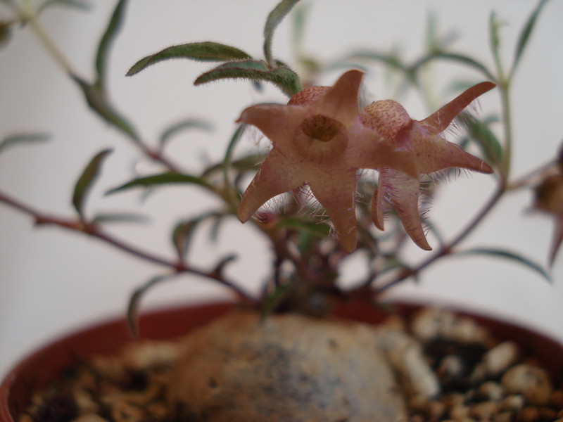 brachystelma meyerianum 146