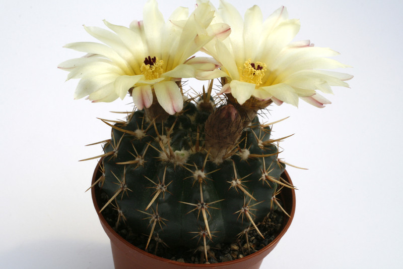 notocactus submammulosus l502 9670