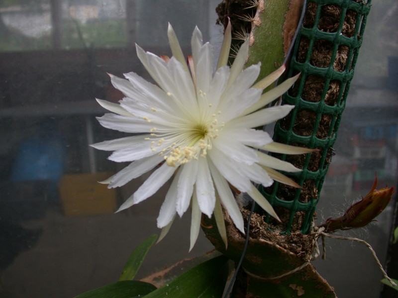 strophocactus wittii 5452