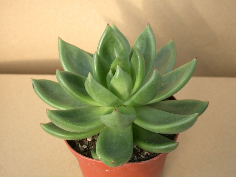 echeveria haageana 8392