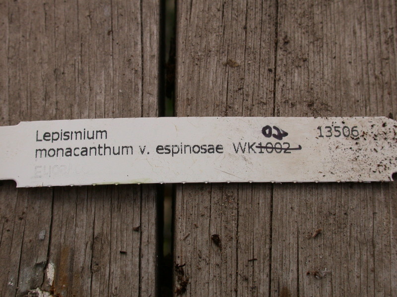 lepismium monacanthum espinosum wk02 9314