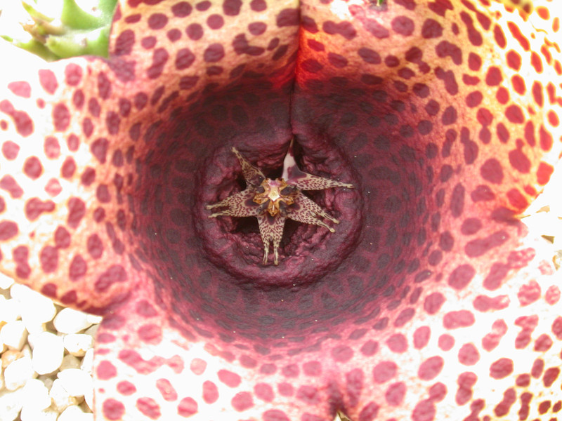 tavaresia barklyi x orbea variegata peh2553 04
