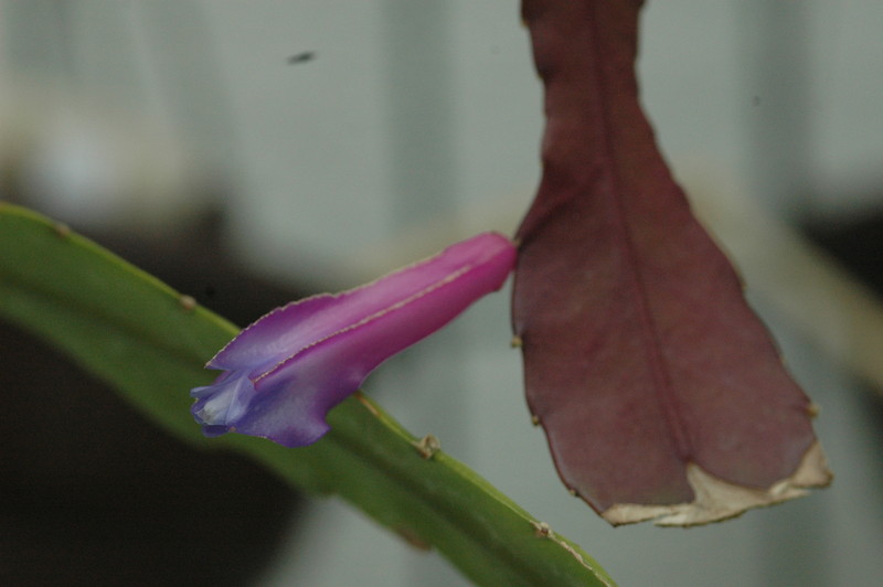 disocactus amazonicus rb30 6 395 9354