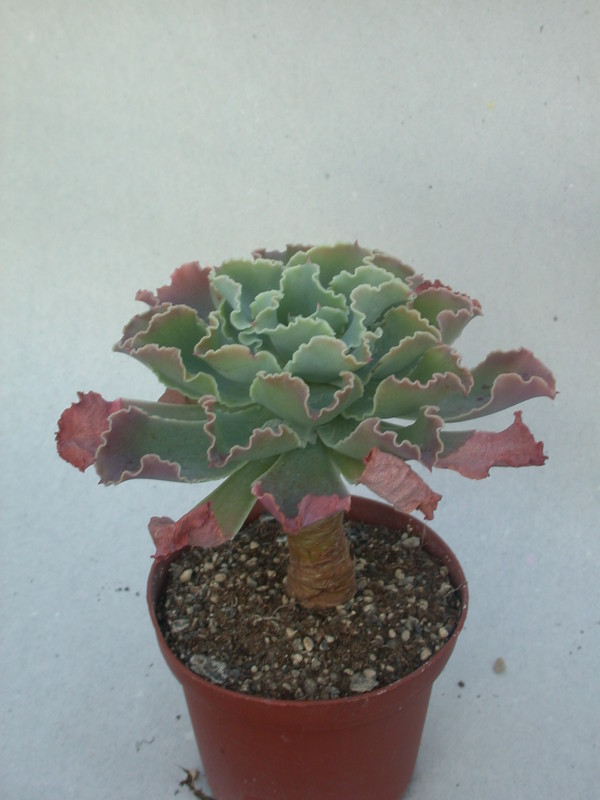 echeveria shawiana 9996