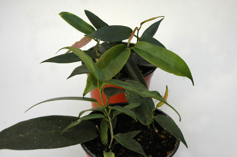 hoya macgillivrayi 6549
