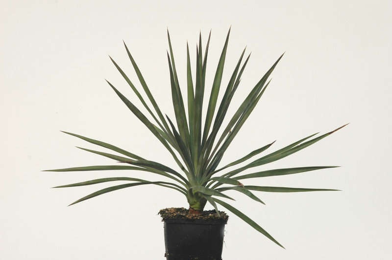 yucca aloifolia 8600