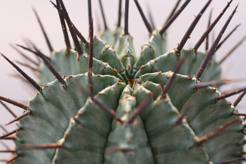 euphorbia horrida striata 0387