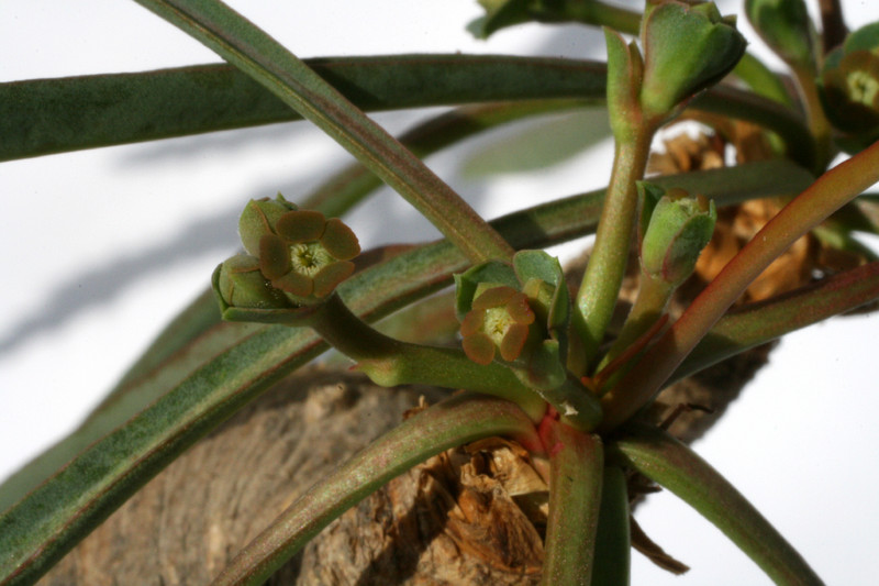 euphorbia silenifolia 0797