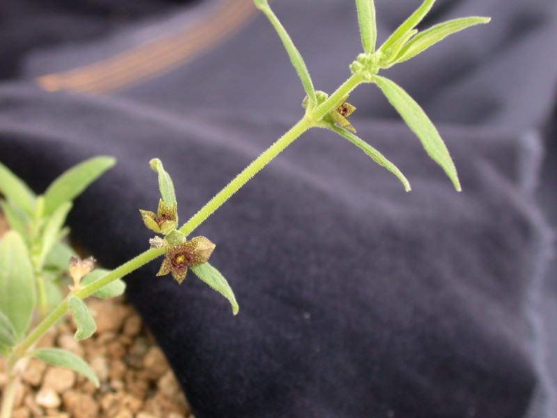 brachystelma dinteri 01