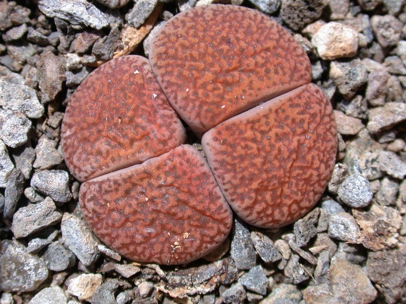 lithops lesliei mariae 03