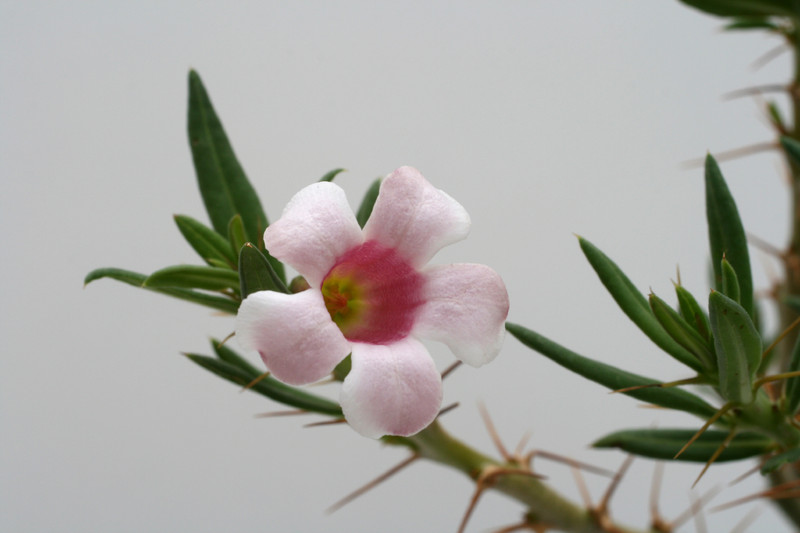 pachypodium bispinosum 3590
