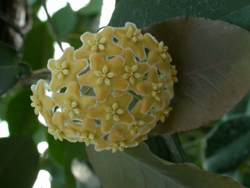 hoya kenejiana 0225 01