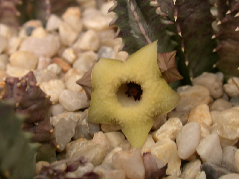 huernia brevirostris intermedia d1671 01
