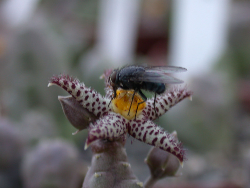 piaranthus comptus es2331 05