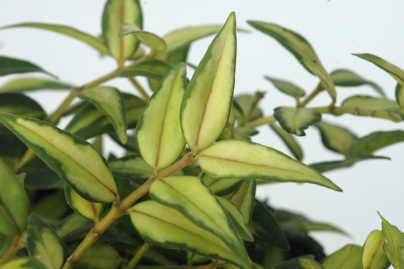 hoya bella louise buis 6557