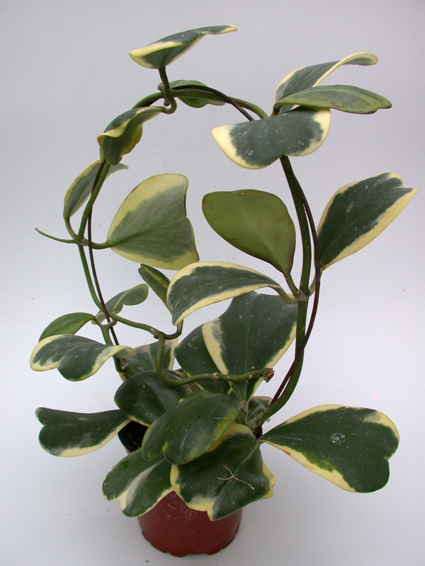 hoya kerri albomarginata 3999