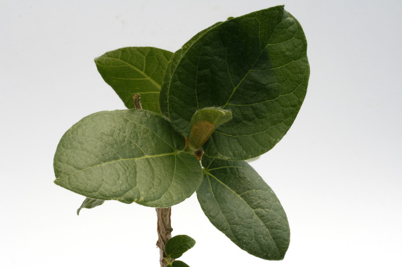 ficus glomosa 0376