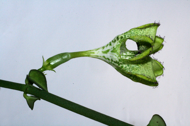 ceropegia spec 9863
