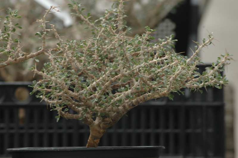 sarcostemma salmoniflorum 01