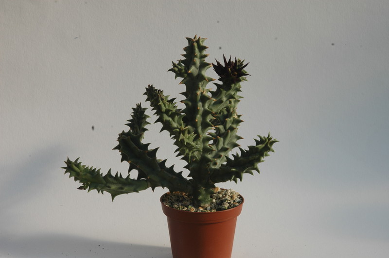 quaqua mammillaris 1743