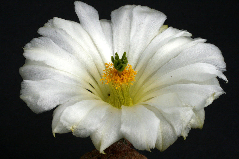 echinocereus rigidissimus wei