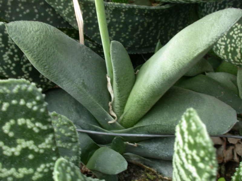 gasteria glomerata 02