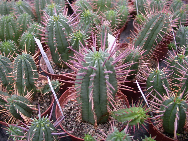 euphorbia ferox 1351