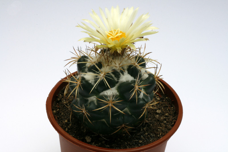 Coryphantha connivens