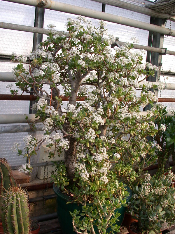 crassula portulacaria 10