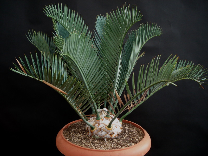 encephalartos lehmannii 1