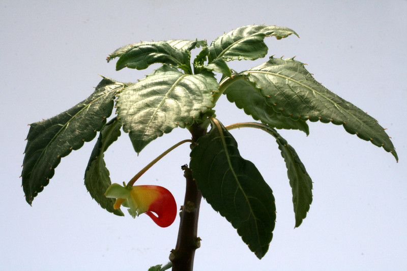 impatiens nimmamensis 0850