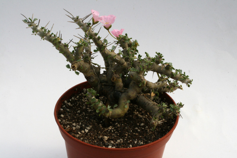 sarcocaulon pattersonii 2989