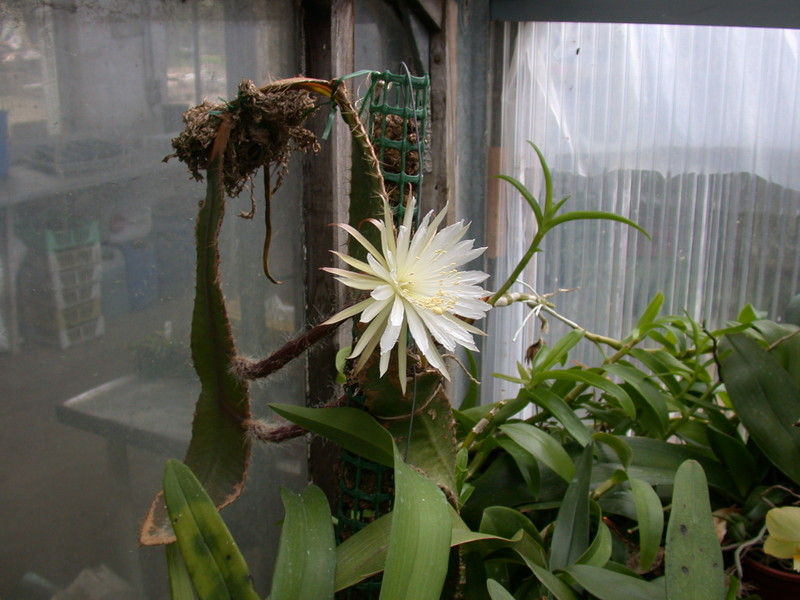 strophocactus wittii 5450