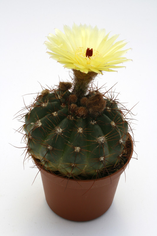 notocactus arechavaletae 9752