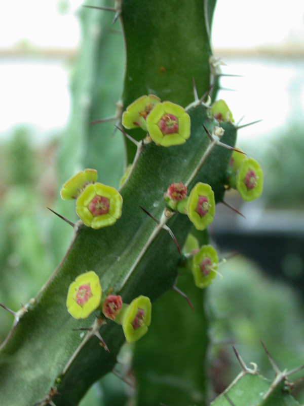 euphorbia quadrilatera