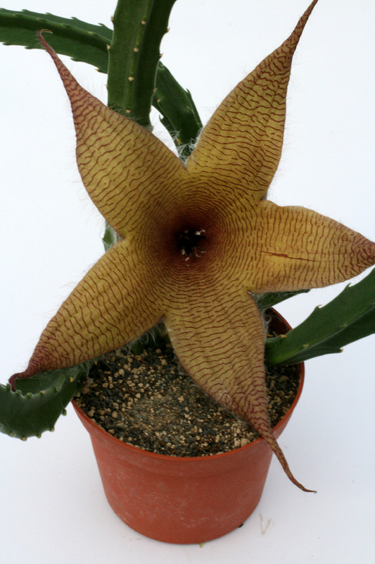 stapelia ambigua 0895