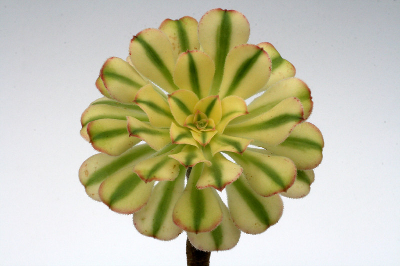 aeonium arboreum variegata 0361