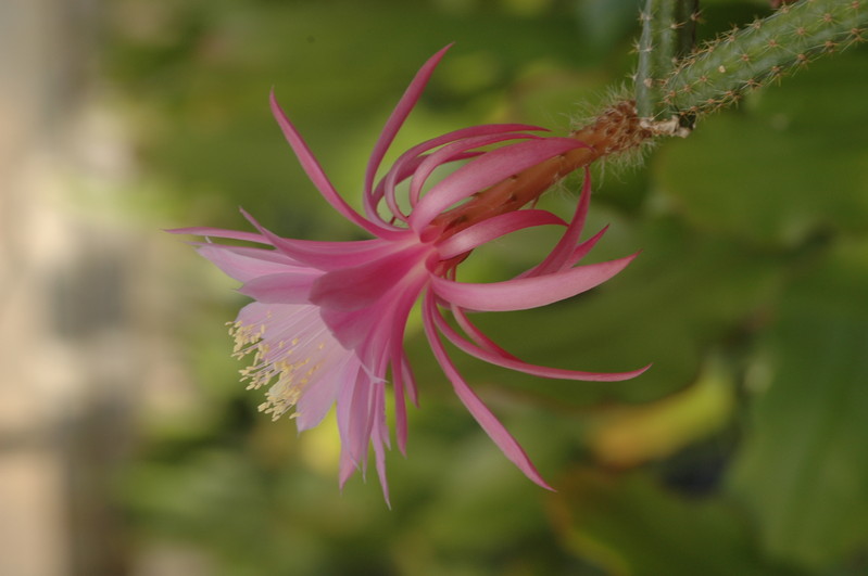 aporocactus royal silk 1309