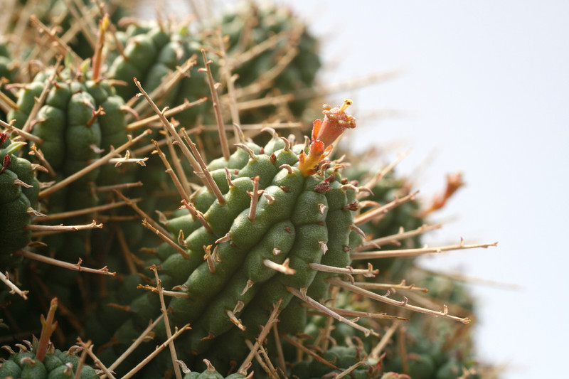 euphorbia submammillaris 7864