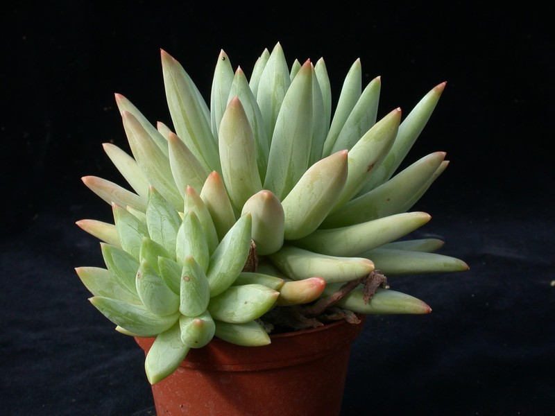 echeveria subalpina 02