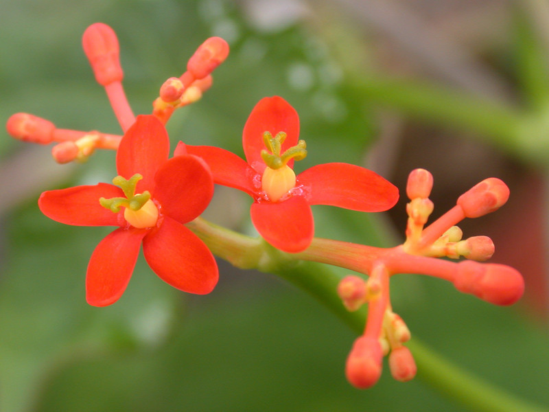 jatropha podagrica 02
