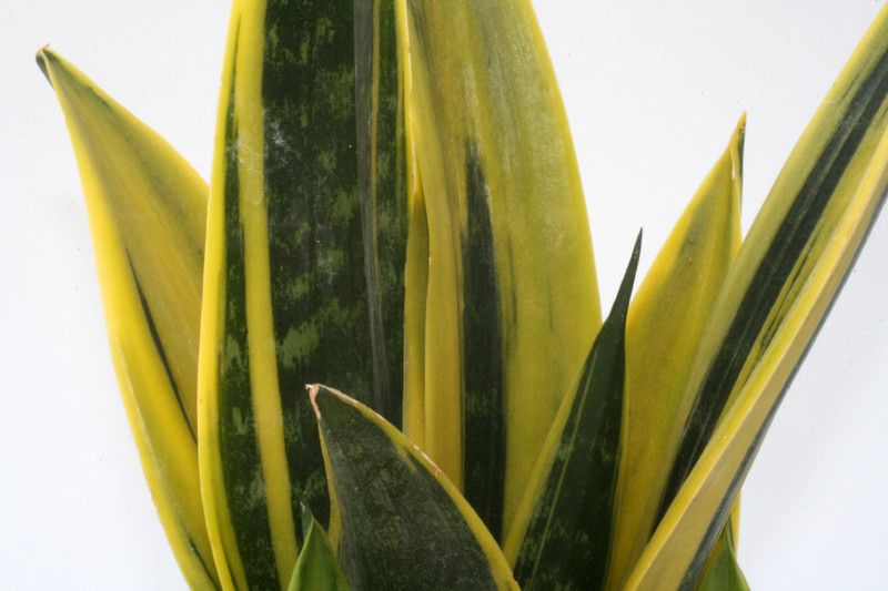 sanseveria spec 3497