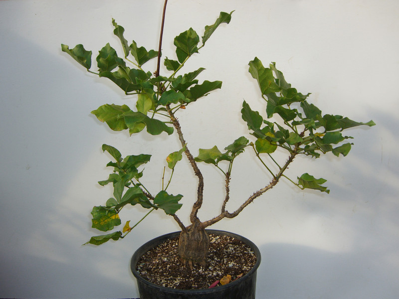 erythrina zeyheri 1922